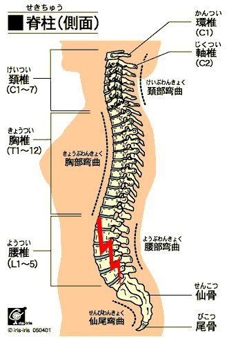 脊柱イラスト